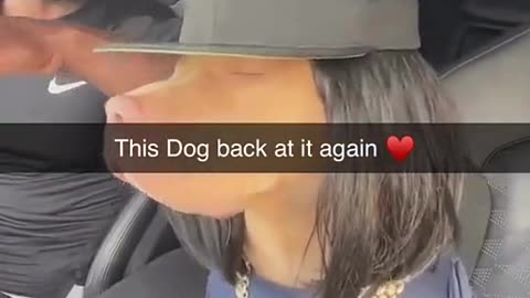The Dog is back again