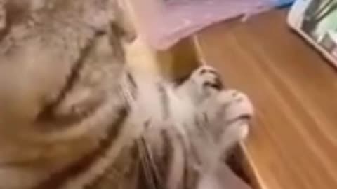 English Funny Pets 22!