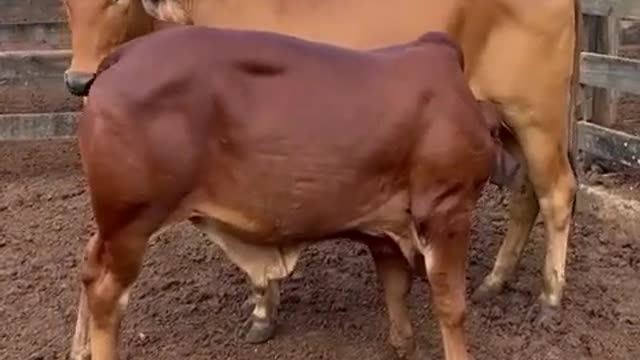 Esse é bom de verdade 👏