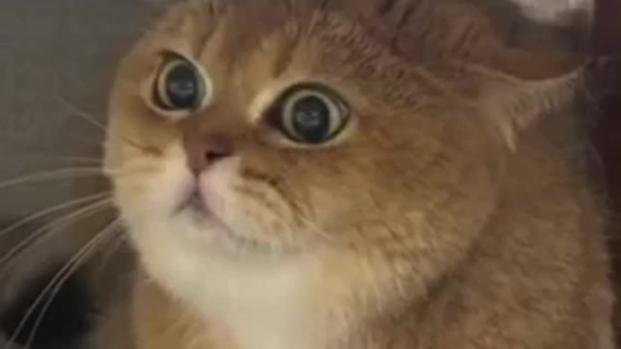 Amazing cat 🐈 trending video