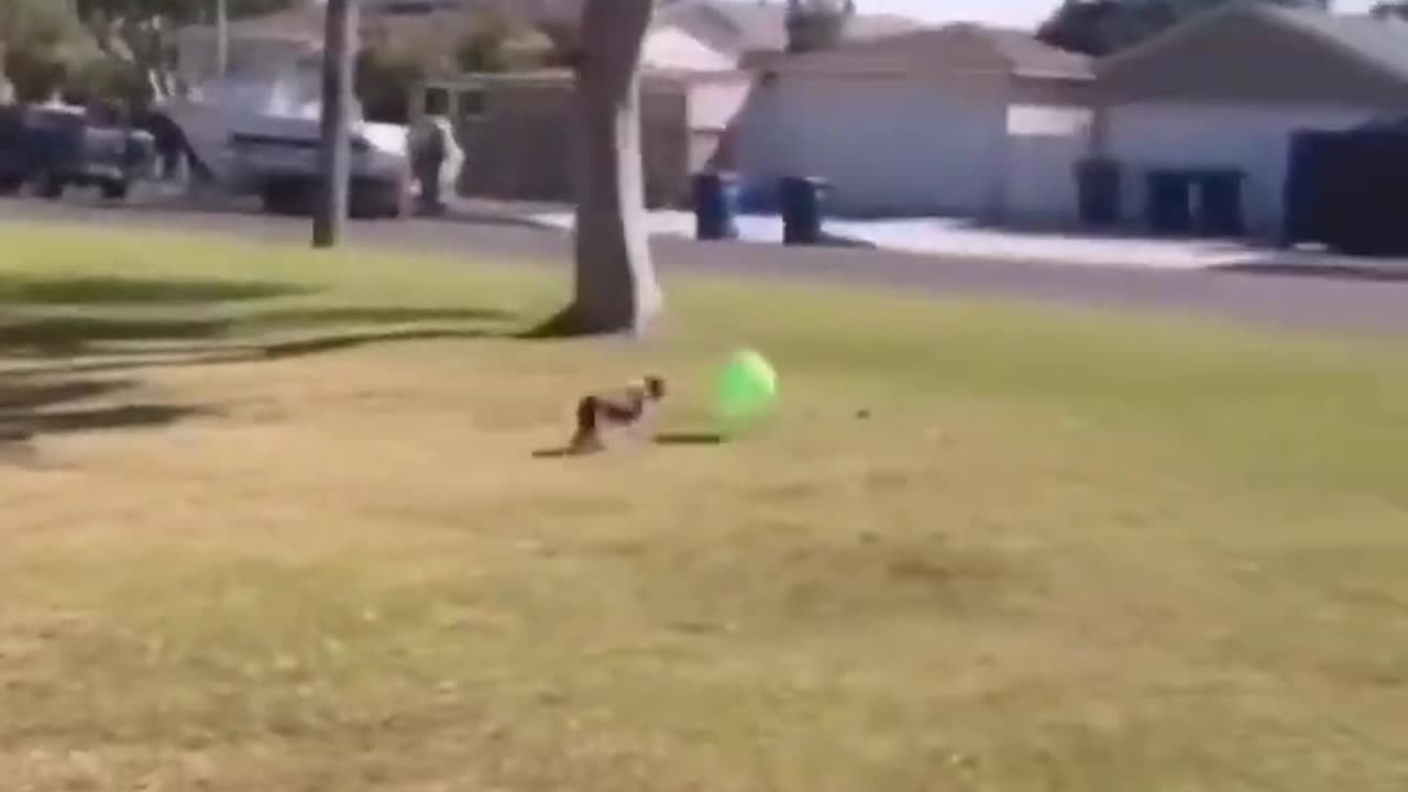 Funny dogs moment 😁