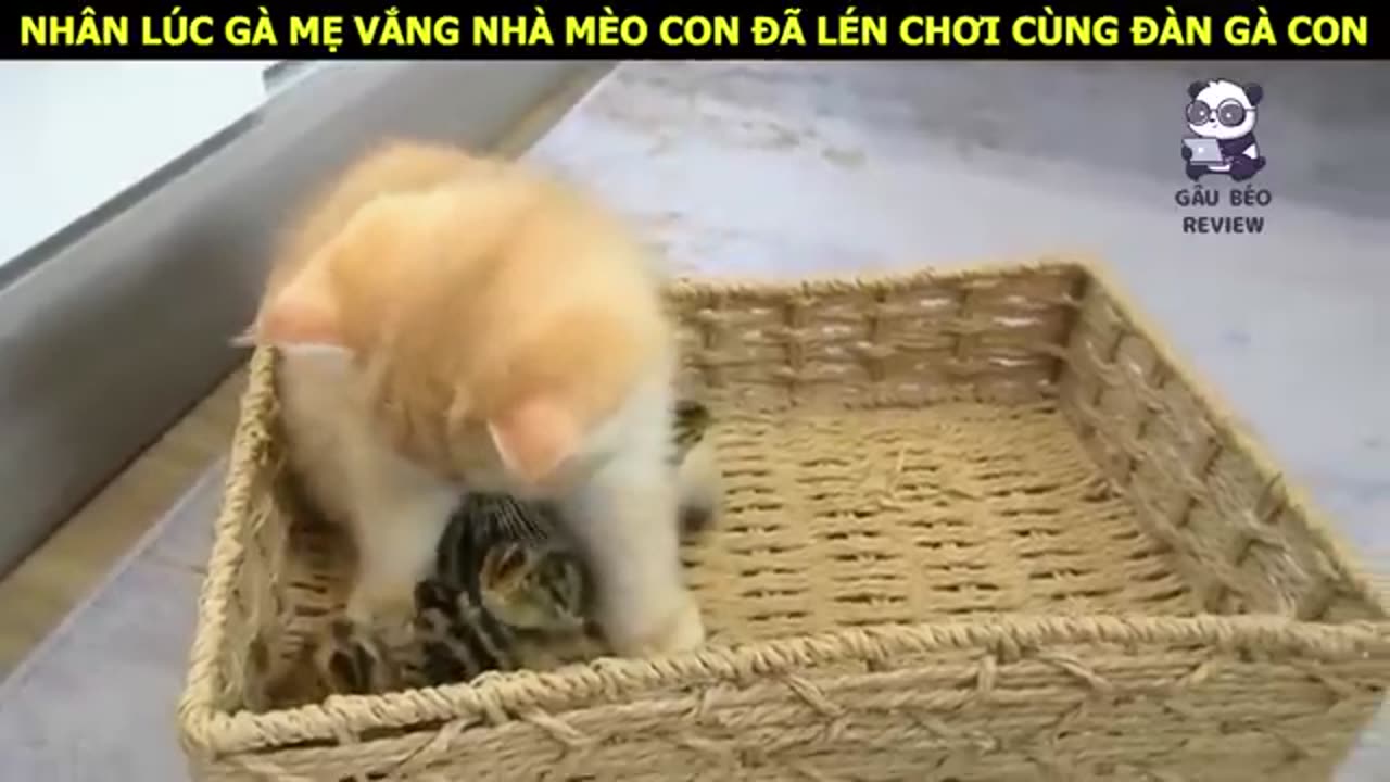 Mèo Con dễ thương chăm sóc rất tốt cho đàn gà con __ Review Con Người Và Cuộc Sống