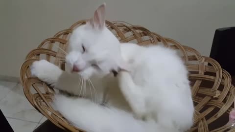 AMAZING FUNNY CAT VIDEO