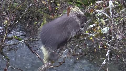 porcupine nature