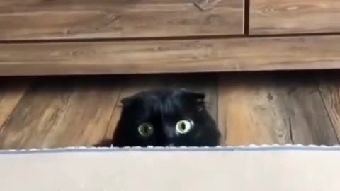 Black cat
