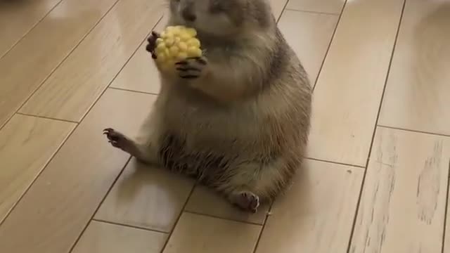 Prairie-dog named Kunta from Japan eating corn.