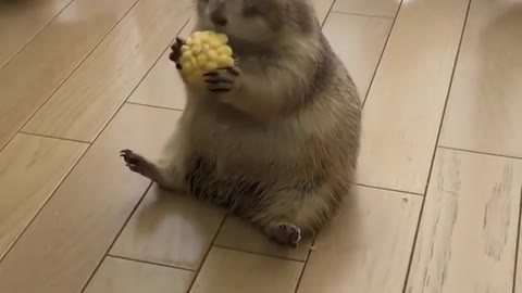 Prairie-dog named Kunta from Japan eating corn.