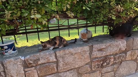 Young calico cat in the cat park purrs loudly and gives me love bites