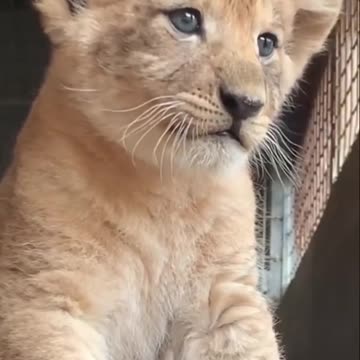 baby lion cute