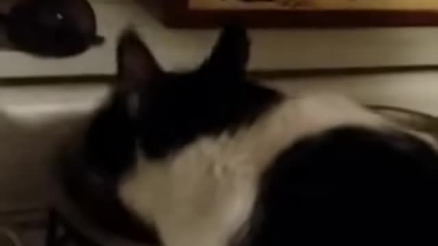 The Connection Between Gato and Happiness