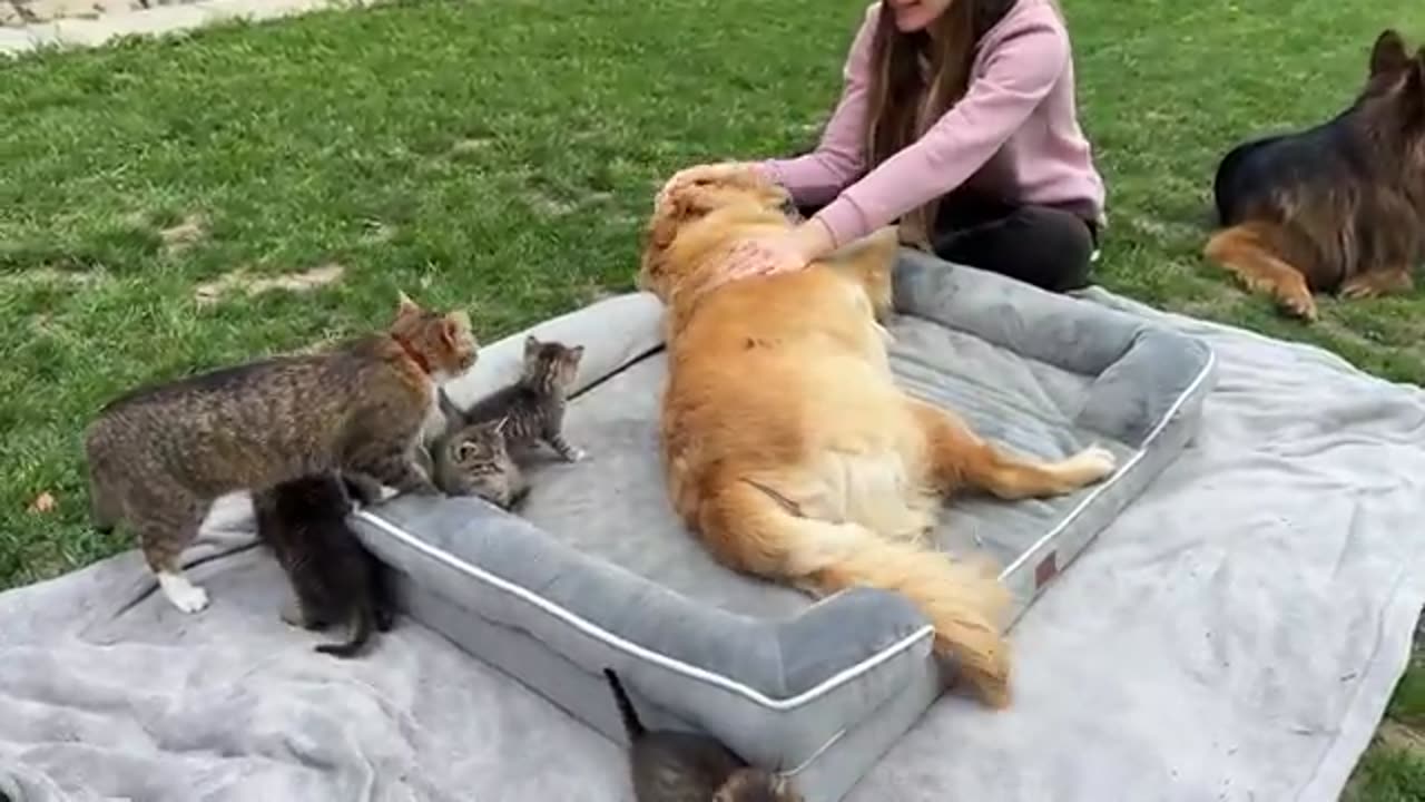 Petting Foster Kittens Too Long l Jealous Dog Reaction