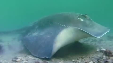 Nature Creature