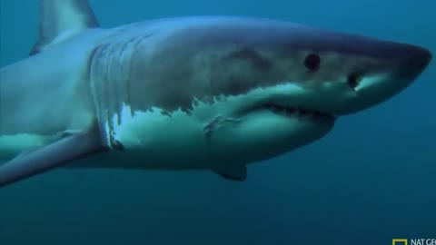shark