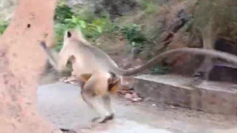 Monkey animal video 😂😂
