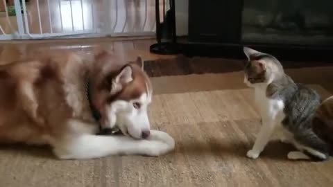 naughty cat is a nuisance