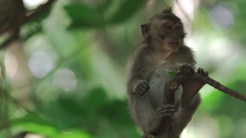 Funny monkey 🙈 is eating leaves 🍃 videos