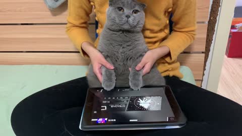 cat