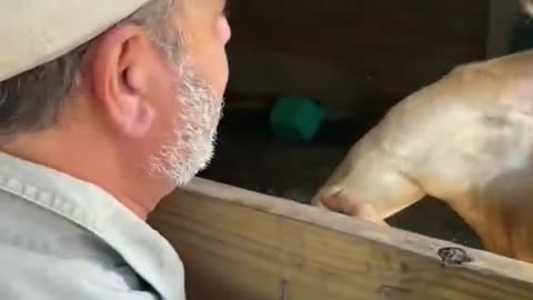 Kangaroo funny animals 10 minutes