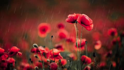 Relaxing Slow and Calm Music with rain sound and beautifull flower background