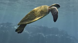 Sea Turtle in Kona, Hawaii