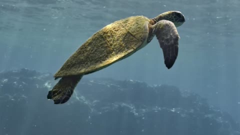 Sea Turtle in Kona, Hawaii