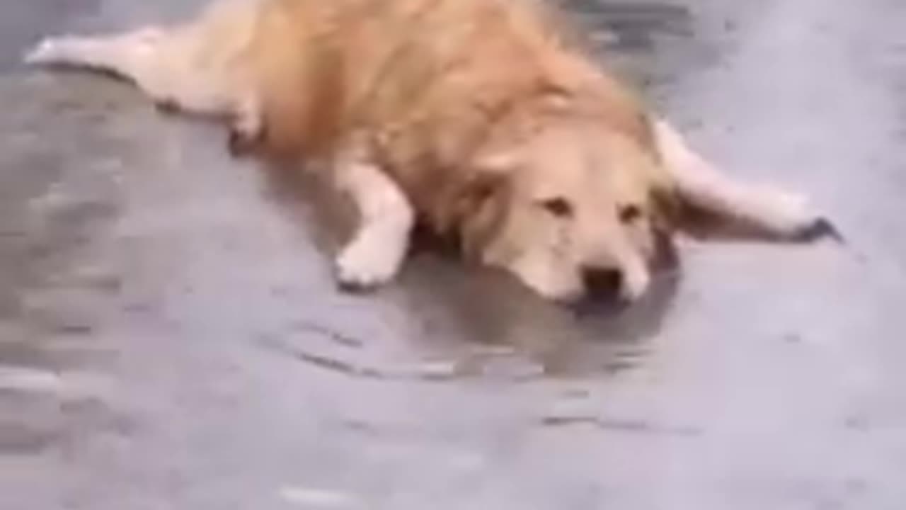 Funny_Monkey_Videos_Funny_Animal_Videos_2023_Funniest_