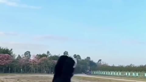 Dogs playing