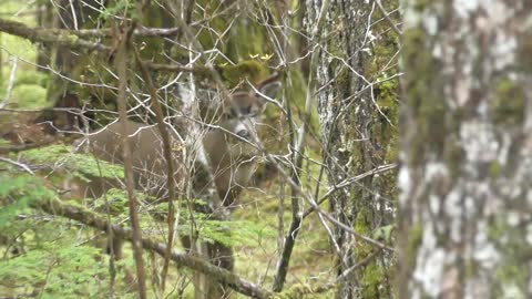 A Buck in the Timber