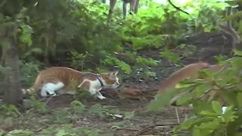 Cat doing charades