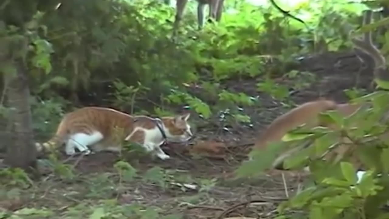 Cat doing charades