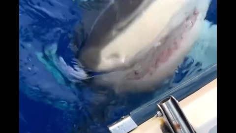 Tiger Shark Bites Our Boat😳