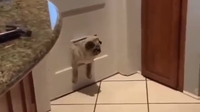pug gets stuck in the doggie door, did it get smaller!!!!!