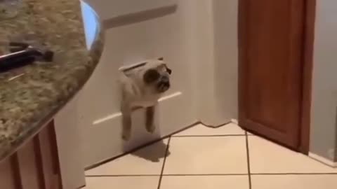 pug gets stuck in the doggie door, did it get smaller!!!!!