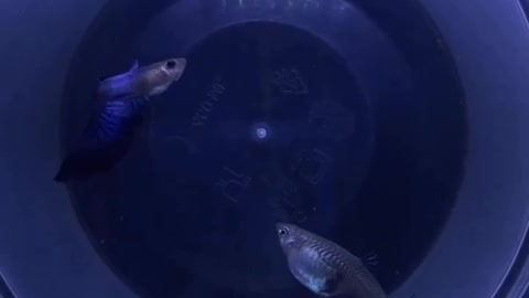 Guppy fish Hb blue
