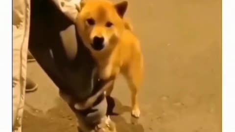 Trynna act brave in front of my hooman 💪😂