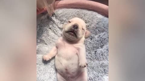 Funny animal videos part 8