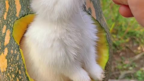 Cute Animal Video