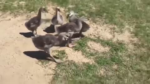 Animal videos, good videos every day