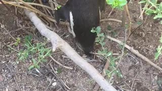 African Penguin Sounds like a Donkey