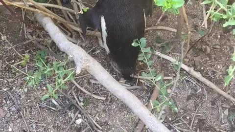 African Penguin Sounds like a Donkey