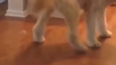 Cute Puppies