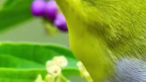 A beautiful bird ? Thank you for attention #
