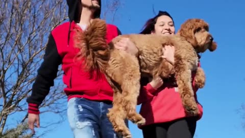Lover dog