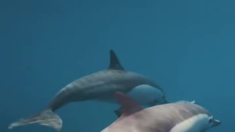 Dolphins are social animals, who live in groups called pods and communicate using sounds 🐬 #Shorts