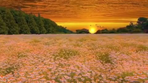 Beautiful Sunset