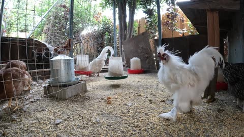 Backyard Chickens Sounds Noises Fun Chickens Roosters Hens!