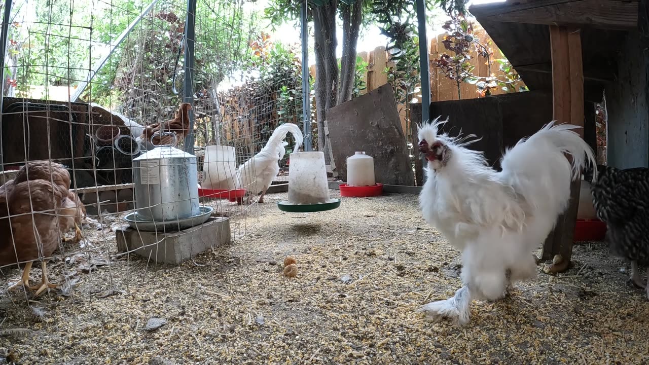 Backyard Chickens Sounds Noises Fun Chickens Roosters Hens!