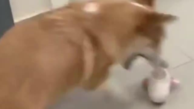 Hilorious Moment | Duke playing | Funny Animal Videos