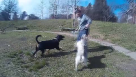 Rott vs Husky