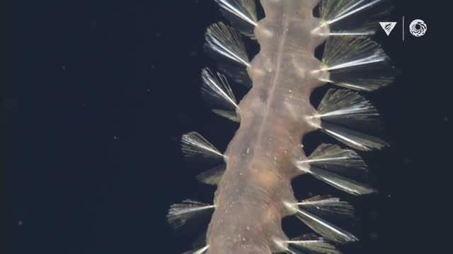 minutes of fascinating deep-sea animals Into The Deep